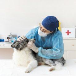 Purificadores de ar para centros veterinários